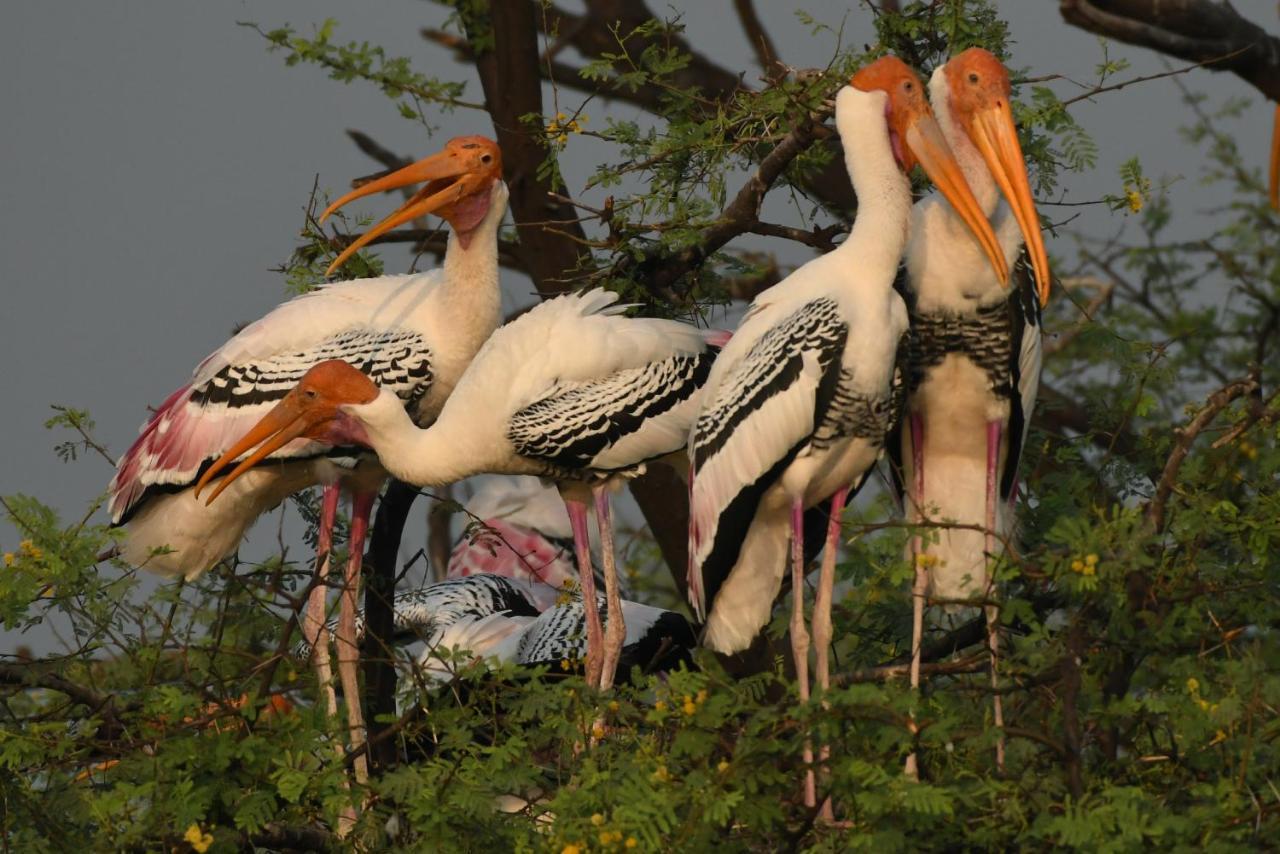 The Birder'S Inn Bharatpur Exterior foto